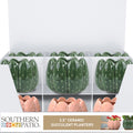 SOUTHERN PATIO WILDER CACTUS & SUCCULENT TRAY PACK 3.5 IN