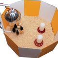 Baby Chick Starter Home