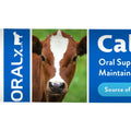 ORALX CALF CALM PASTE 34 GM