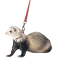 MARSHALL FERRET HARNESS AND LEAD 48 IN RED