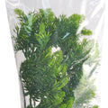 NATURAL BUSH MALAYSIAN FERN PLANT MD-18 IN GREEN