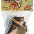 HERMIT CRAB GROWTH SHELL XL-1 PK NATURAL