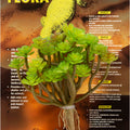 NATURALISTIC DESERT FLORA PLANT  TREE HOUSELEEK
