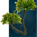 GLOFISH AQUARIUM PLANT LG MANGROVE TREE