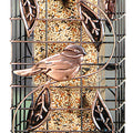 SQUIRREL-RESISTANT CAGED TUBE FEEDER 2 LB CAP COPPER
