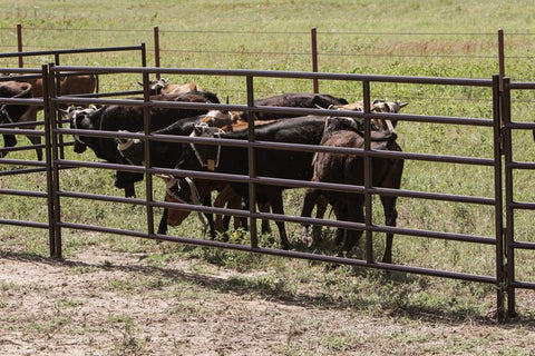Tarter 5 ft Tall Heavy-Duty Arena Panel, Brown