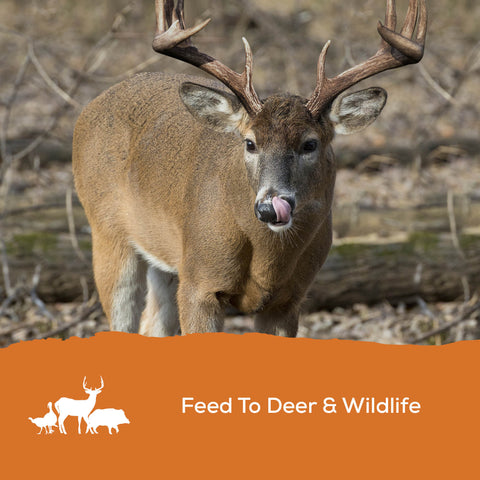 Record Rack® Sweet Deer Corn 40 lbs