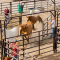Tarter Super Stock Ride-Thru - 9' X 10'