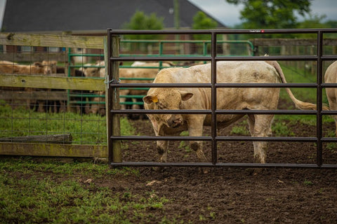 Tarter Bullmax XD 2" Super-Duty Square Corner Gate