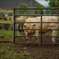 Tarter Bullmax Xd Square Corner Gate-2" Super-Duty Sc Gate- 16' Brown