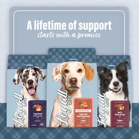 Nutrena® Loyall Life® Grain Free Beef with Sweet Potato Recipe All Life Stages Dog Food 30 lbs