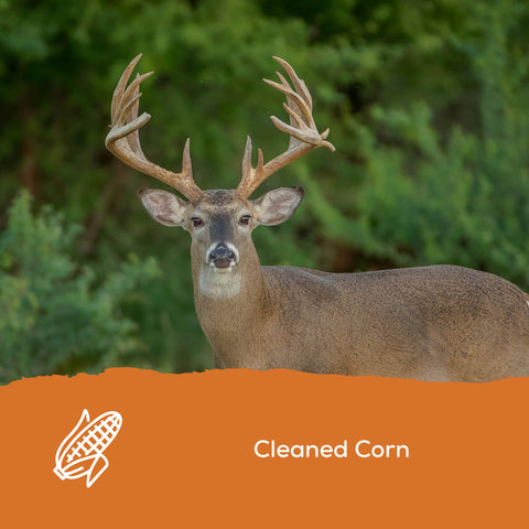 Record Rack® Sweet Deer Corn 40 lbs