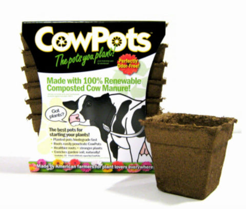 CowPots Square Pots, 4 in, 12 Pack