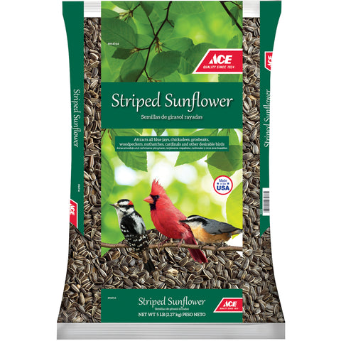 Ace Striped Sunflowr 5LB